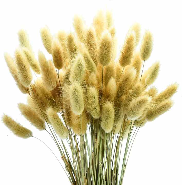 Hierba Pampas seca, pomada, Lagurus. Hierba Pampas seca, pomada, Lagurus.