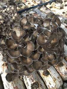 ผงผสมพอลิแซ็กคาไรด์ธรรมชาติ10:1นมเสือรีชิชิโอซาก้าลิออซันน์มาเน่100% - Product Image 5