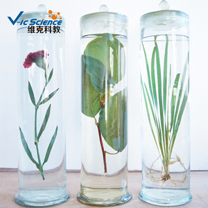 Los herbáreos mantienen la forma y el color originales de las plantas durante mucho tiempo; preservación y restauración de plantas. - Product Image 4