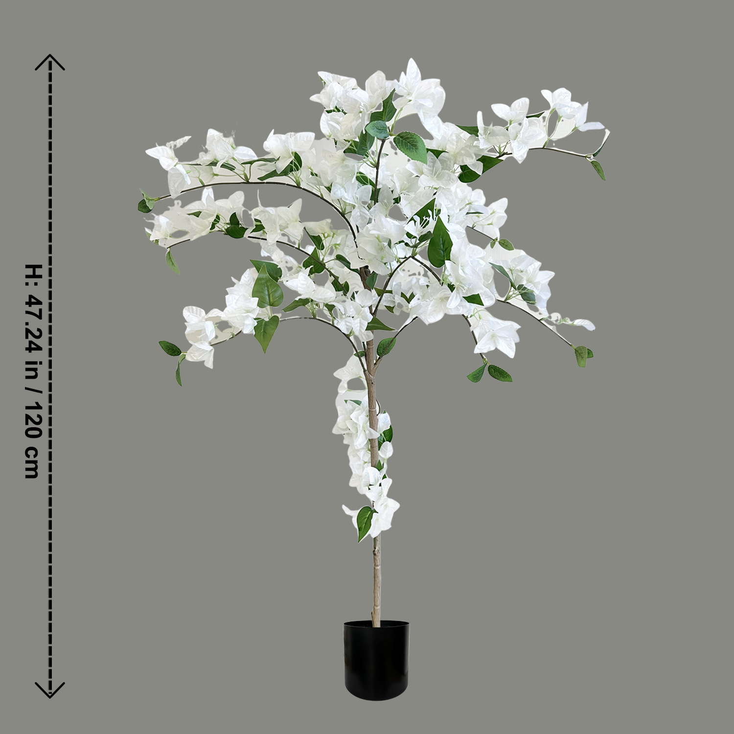 Bougainvillier blanc enveloppé de 1,2 m