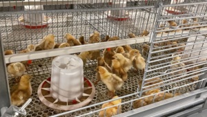 Cage d'élevage automatique pour poussins de chair de type H, durable et à bas <span class=keywords><strong>prix</strong></span>, fabriquée en Chine, neuve - Product Image 4