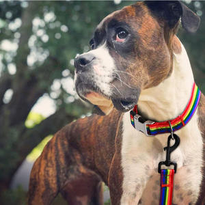 <span class=keywords><strong>Collar</strong></span> personalizable colorido personalizado impresión diseñador Arco Iris perro con logotipo - Product Image 6
