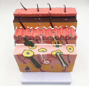 Gelsonlab HSBM-336 Allargata modello di struttura della <span class=keywords><strong>pelle</strong></span> <span class=keywords><strong>umana</strong></span> anatomico modello di <span class=keywords><strong>pelle</strong></span> - Product Image 4