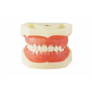 Модель зубного заболевания перидонтная модель практики зубов
