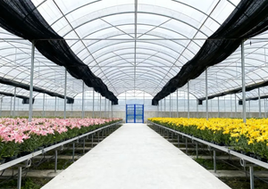 Serre multi-travées de grande taille pour <span class=keywords><strong>tomates</strong></span> avec le prix le <span class=keywords><strong>plus</strong></span> favorable et le cadre en acier galvanisé à chaud de la <span class=keywords><strong>plus</strong></span> haute qualité Mu - Product Image 5