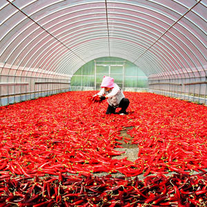 [Biggalchan 1kg] Premium Hygienic Korean Spice for Kimchi Making Vivid Color Gochugaru Red Pepper Powder - Product Image 5