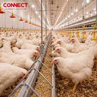 Système d'élevage au sol à grande échelle pour poulets de chair, équipement d'alimentation automatique pour ferme avicole commerciale