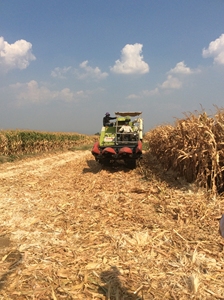 IG-Cabezal de maíz para uso agrícola, 10 filas-14 filas para Maquinaria cosechadora combinada - Product Image 3