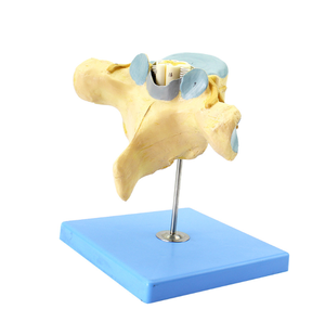 Modelo Ampliado de la Estructura Anatómica de la Médula Espinal Lumbar Humana, Modelo de Esqueleto Humano, Modelo del Sistema Nervioso Humano - Product Image 2