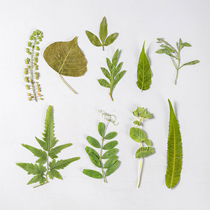 Ensemble de feuilles séchées <span class=keywords><strong>press</strong></span>ées assorties pour projets de bricolage, <span class=keywords><strong>scrapbooking</strong></span> et fabrication de cartes de vœux - Product Image 4