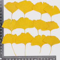 Fiori Secchi di Ginkgo Biloba, Foglie Vere, Esemplari Vegetali, Fiori Pressati per Pittura Fai-da-Te per Bambini, Adesivi, Segnalibro con Foglie di Ginkgo