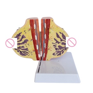 Modelo Anatómico de Seno Femenino en Sección Transversal, Simulador de Glándula Mamaria en Lesión de Descanso para Enseñanza de Patología - Product Image 1