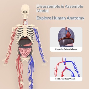Modelo <span class=keywords><strong>de</strong></span> Anatomía del Esqueleto Humano para Educación Temprana MAC-CH19, Juguete Educativo <span class=keywords><strong>de</strong></span> Plástico MAXCARE <span class=keywords><strong>de</strong></span> Cuerpo Completo para Primaria y Secundaria - Product Image 3