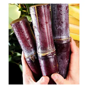 KWS Fresh Raw Black Sugar Cane Sticks from China