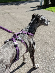สายจูงสุนัขไนลอนขนาดใหญ่ปรับได้ตามต้องการปรับแต่งไม่ได้ - Product Image 4