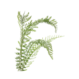 مصنع مخصص بالجملة ملحق الصحة الطبيعية النقية الطبيعية الطبيعية استخراج Huperzia Serrate Huperzia Serrate P.E. هوبرزين - Product Image 3