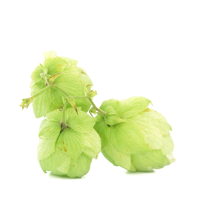 Manufacturer pure organic medical wholesale bulk essential oil hops oil