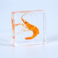 Spécimen d'insecte enrobé de coquillages, crabes et petites étoiles de mer dans de la résine, décoration de bureau, coquillage dans de l'art en résine époxy