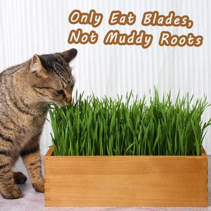 Planteur d'herbe de chat en bois avec disques de <span class=keywords><strong>terreau</strong></span>, pot de culture d'herbe de blé, kit d'herbe de chat <span class=keywords><strong>pour</strong></span> animaux de compagnie de chats d'intérieur (jaune vieilli) - Product Image 6