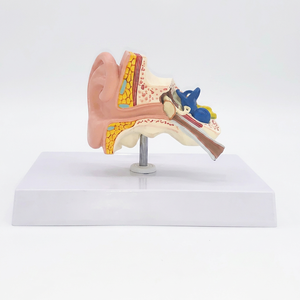 Anatomical Ear Model 3D Medical <b>Silicone</b> Educational <b>Tool</b> for Teaching Human Anatomy 12cm Base 9cm Height - Product Image 1