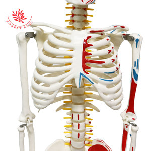Modèle de squelette humain 85 cm, demi-corps coloré avec origines et terminaisons musculaires, suspendu à un support en acier, pour démonstration pédagogique - Product Image 4