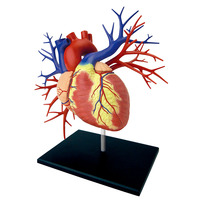 Modèle d'anatomie de cœur pour l'enseignement médicale, jouet assemblé de luxe, 20 pièces 4D, offre spéciale