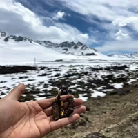 Extrait de Cordyceps Hericium Pur de Haute Qualité en Poudre, Complément Alimentaire de Qualité Alimentaire Certifié HPLC Halal en Bouteille/Fût