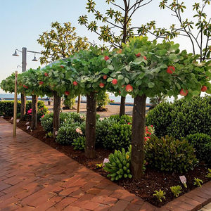 <span class=keywords><strong>ต้น</strong></span>ไม้ประดิษฐ์ทำด้วยมือขนาด200/250/300ซม. สำหรับตกแต่งบ้านตกแต่งกลางแจ้งระเบียงตกแต่งที่สมบูรณ์แบบ - Product Image 3