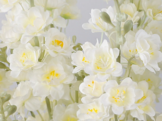 Blanc
