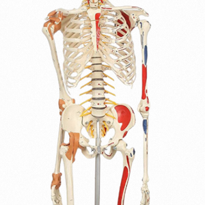 Modèle de <span class=keywords><strong>squelette</strong></span> <span class=keywords><strong>humain</strong></span> grandeur nature ADA Luxury XX-A103DLX de 170 cm, modèle anatomique en PVC, muscles faciaux, ligaments, pour l'école de médecine - Product Image 3