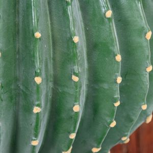 Plantes artificielles en pot Dream Castle, cactus, 10cm-30cm, décoration intérieure, style nordique, bonsaï, ornement du désert - Product Image 3