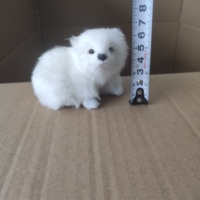 Ours en peluche de Pâques, décoration d'intérieur, fourrure statique de simulation, articles d'ameublement, poupées animales, enseignement des arts et des métiers pour enfants, réaliste