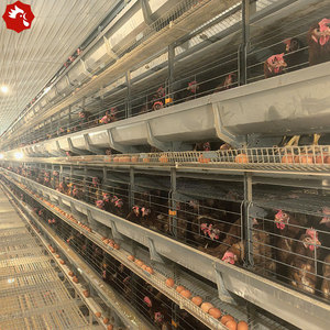 Jaula de Alambre Galvanizado Tipo H para Gallinas Ponedoras, 100000 Unidades, para Avicultura Comercial - Product Image 2