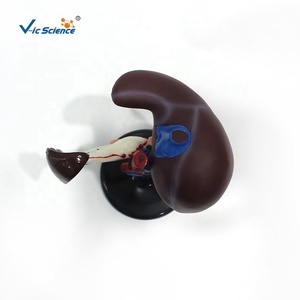 Modelo Anatómico del Sistema Digestivo, Hígado, Páncreas, Duodeno, Tamaño Real, para Educación en Ciencias Médicas, CE ISO ROHS CNAS - Product Image 4