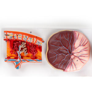 Science médicale Modèle de fécondation <span class=keywords><strong>humaine</strong></span> et de processus de développement embryonnaire précoce Spécimen d'affichage de planification familiale gynécologique - Product Image 3