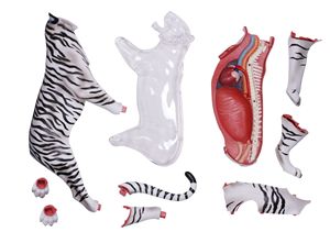 Recurso Didáctico de Ciencias Médicas, Modelo de Anatomía de Tigre 4D, Modelo de <span class=keywords><strong>Esqueleto</strong></span> Muscular <span class=keywords><strong>y</strong></span> Estructura de Órganos para Exhibición en Clases, CE/ISO - Product Image 4