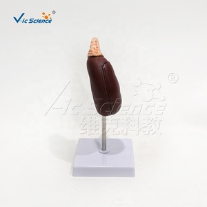 Modelo de Disección Renal de PVC, Tamaño <span class=keywords><strong>Natural</strong></span>, con Calices y Ureter, para Laboratorio de Habilidades de Enfermería, con Certificaciones CE, ISO, ROHS y CNAS - Product Image 3