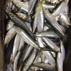 Cá Mòi Biển Đông Lạnh Ma-rốc Với Giá Tốt - Product Image 3