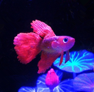 Kunstmatig Zwemaquarium <span class=keywords><strong>Plastic</strong></span> Vis - Product Image 4