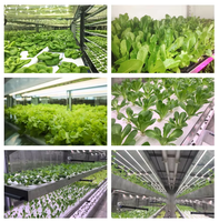 Conteneur hydroponique, agriculture à contrôle intelligent, conteneur de 40 pieds, serre micro-verdure pour culture hydroponique verticale NFT de laitues
