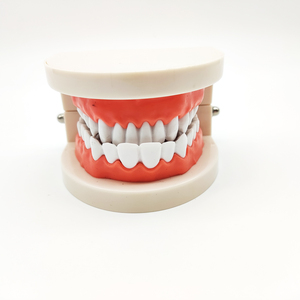 Modelo tipodont de laboratorio Dental, modelo de diente falso, modelos de entrenamiento para cepillo, entrenamiento y práctica - Product Image 4