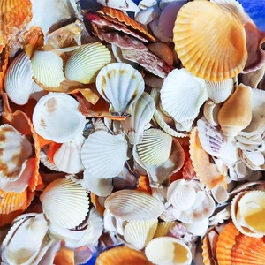 卸売 即納 天然 貝殻 巻貝 立体 シェル フラワー パーツ アクセサリー DIY 手作り 水槽 装飾 - Product Image 4