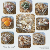 Coquillages naturels mélangés en vrac, vente en gros, multiples variétés, coquilles de conques pour aquarium, décoration intérieure, artisanat DIY, marque JS, origine Hebei