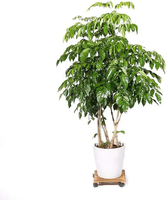 Support de plante en bois avec roues support de plante en bois support de fleur