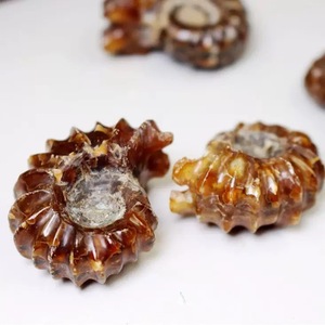 Vente en gros d'objets artisanaux naturels pour la guérison spirituelle : spécimens de cornes de mouton, spécimens d'escargots, fossiles d'ammonites <span class=keywords><strong>Pavlov</strong></span>, conques et conques blanches en cristal - Product Image 2