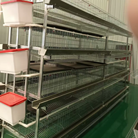 Cage à poules en H entièrement automatique pour la production commerciale d'œufs avec système d'alimentation, d'abreuvement, de collecte des œufs et de convoyeur à fumier