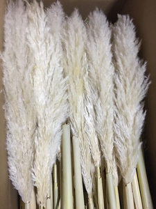 หญ้า Pampas แห้งขนาดใหญ่สีเขียวสีแดง,หญ้า Pampas หญ้าสีแดงสูง60-70ซม. - Product Image 6