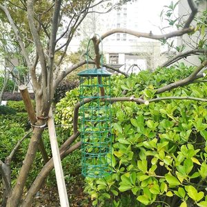Oniya Hot Sale Medium-Sized Squirrel Proof Balls Wild <strong>Suet</strong> <strong>Bird</strong> <strong>Feeder</strong> Outdoor for Garden Decoration Metal - Product Image 6
