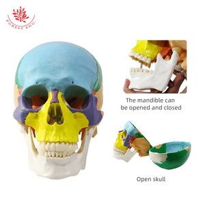Modelo de cráneo médico FRT021 cabeza de plástico humana mandíbula puede abrir Skullcap extraíble estudiante médico modelo de Anatomía Humana - Product Image 4