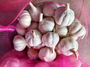 有机新鲜白红大蒜Ajos Alho OPTIMUM品牌欧盟标准5.5/6.0厘米全年批发价格来自中国 - Product Image 4